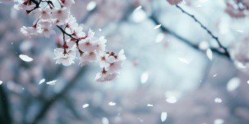 再爱我一次这句歌词出自哪首歌呢？