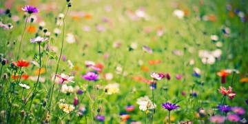 人人都爱他呀究竟出自哪首歌？