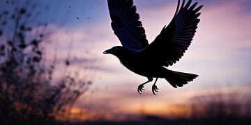 乌鸦往西北方飞究竟是哪首歌？