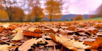 秋叶叶叶叶黄到底是什么歌？