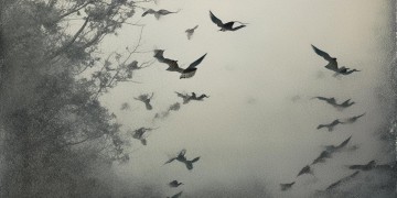 是鸟是语似尘埃究竟出自哪首歌？