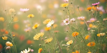 青春记忆中的芬芳究竟是哪首歌？