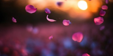 有花映衬的黄昏出自哪首歌？